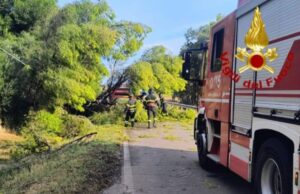 Senorbì, tragedia sfiorata: crolla un pino e provoca un incidente