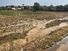 Maltempo in Sardegna, Coldiretti: “Aziende agricole in ginocchio, subito risorse”