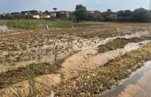 Maltempo in Sardegna, Coldiretti: “Aziende agricole in ginocchio, subito risorse”