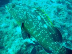 Costa Rei, video di Vannacci contro la sinistra con cernia: esposto degli Animalisti