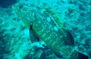 Costa Rei, video di Vannacci contro la sinistra con cernia: esposto degli Animalisti