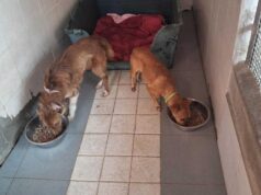 Guasila, due cani maltrattati salvati dai Carabinieri: allevatore denunciato