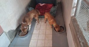 Guasila, due cani maltrattati salvati dai Carabinieri: allevatore denunciato