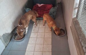 Guasila, due cani maltrattati salvati dai Carabinieri: allevatore denunciato