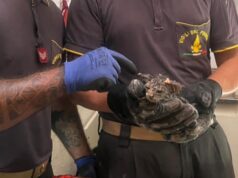 Ittiri, gattino intrappolato in un pluviale: salvato dai Vigili del fuoco | Video