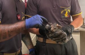 Ittiri, gattino intrappolato in un pluviale: salvato dai Vigili del fuoco | Video