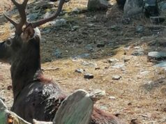 Muore cervo sardo di 5 anni, era stato gravemente ferito da un bracconiere