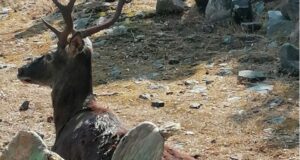 Muore cervo sardo di 5 anni, era stato gravemente ferito da un bracconiere