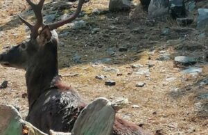 Muore cervo sardo di 5 anni, era stato gravemente ferito da un bracconiere