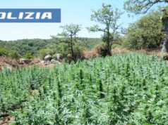 Maxi-sequestro di marijuana nel Nuorese: 1.600 piante scoperte a Lodine