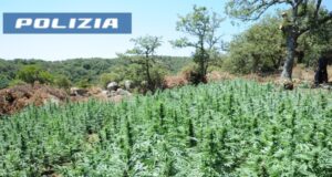 Maxi-sequestro di marijuana nel Nuorese: 1.600 piante scoperte a Lodine