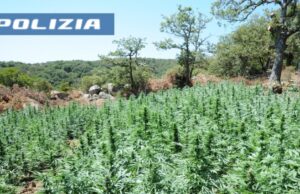 Maxi-sequestro di marijuana nel Nuorese: 1.600 piante scoperte a Lodine