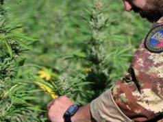 Loculi, cercavano di “traslocare” una piantagione di marijuana: due arresti