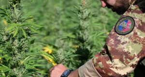 Loculi, cercavano di “traslocare” una piantagione di marijuana: due arresti