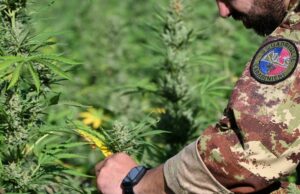 Loculi, cercavano di “traslocare” una piantagione di marijuana: due arresti