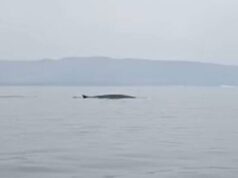 Spettacolo a Santa Caterina di Pittinuri: avvistata una balenottera