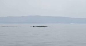 Spettacolo a Santa Caterina di Pittinuri: avvistata una balenottera