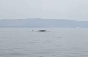 Spettacolo a Santa Caterina di Pittinuri: avvistata una balenottera