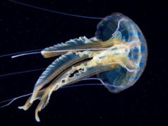 Allarme in Sardegna e Sicilia, caravelle portoghesi sempre più diffuse