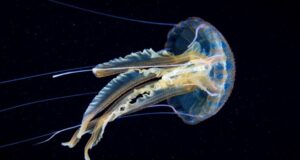 Allarme in Sardegna e Sicilia, caravelle portoghesi sempre più diffuse