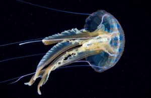 Allarme in Sardegna e Sicilia, caravelle portoghesi sempre più diffuse