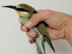 Villaurbana Truschedu, Forestale salva gruccione in difficoltà