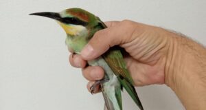 Villaurbana Truschedu, Forestale salva gruccione in difficoltà