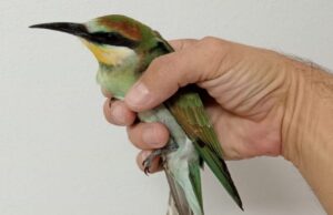 Villaurbana Truschedu, Forestale salva gruccione in difficoltà