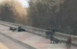 Cagliari, presi 3 dei 7 cani randagi di via Newton: avevano aggredito una donna