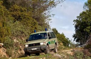 Orrore a Lanusei, esche avvelenate nel bosco Selene: strage di animali