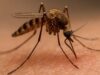 Febbre del Nilo, nuovo contagio nell’oristanese: i casi salgono a 29