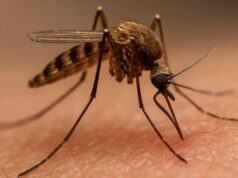 Oristano, sindaco scrive a Regione: “Contro West Nile serve intervento straordinario”