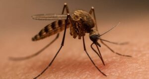 Oristano, sindaco scrive a Regione: “Contro West Nile serve intervento straordinario”