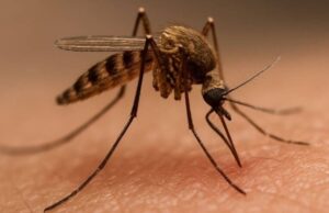 Oristano, ancora un nuovo caso di Febbre del Nilo: è il 39esimo