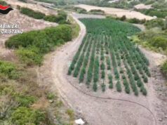 Villaurbana, scoperta maxi piantagione di marijuana: 8 persone arrestate