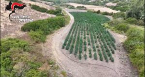 Villaurbana, scoperta maxi piantagione di marijuana: 8 persone arrestate