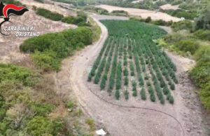 Villaurbana, scoperta maxi piantagione di marijuana: 8 persone arrestate
