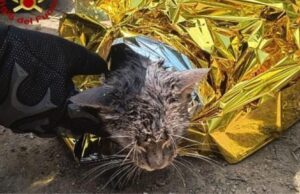 San Sperate, gattino cade in un vascone: salvato dai Vigili del Fuoco