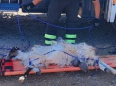 Capra in pericolo a Capo San Marco, salvataggio dei Vigili del fuoco