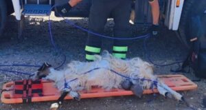 Capra in pericolo a Capo San Marco, salvataggio dei Vigili del fuoco