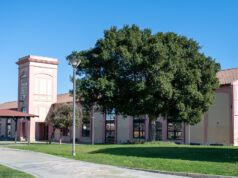 Pirri, invasione di vespe al parco dell’ex Vetreria: area chiusa al pubblico