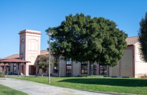 Pirri, invasione di vespe al parco dell’ex Vetreria: area chiusa al pubblico