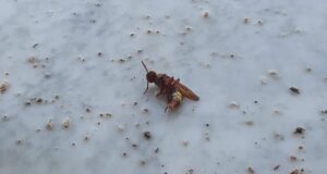 Cagliari assediata dalle vespe orientali: trovato un altro nido in via Goldoni