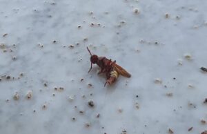 Cagliari assediata dalle vespe orientali: trovato un altro nido in via Goldoni