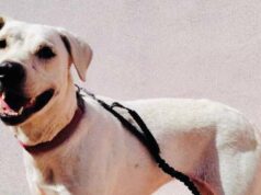 Cagliari, Loi (FdI): “Teodora in canile, ma pitbull liberi di azzannare in una scuola”