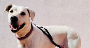 Cagliari, Loi (FdI): “Teodora in canile, ma pitbull liberi di azzannare in una scuola”