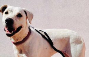 Cagliari, Loi (FdI): “Teodora in canile, ma pitbull liberi di azzannare in una scuola”