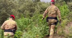 Desulo, scovata maxi piantagione di marijuana: 20enne in manette