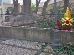 Tragedia sfiorata a Cagliari, cade un grosso ramo in Viale Regina Elena
