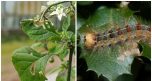 Regione Sardegna, 8,5 milioni di euro per la lotta a insetti nocivi e roditori